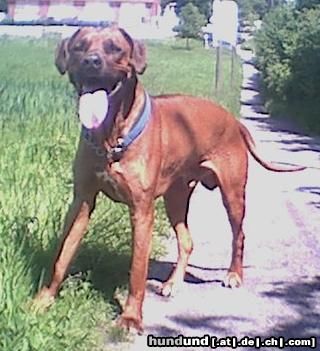 Rhodesian Ridgeback Umbani Bentulu (Moppa) , 7 Jahre