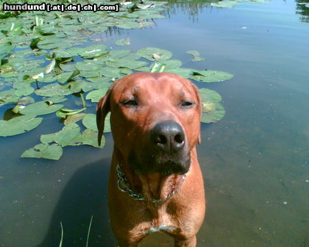 Rhodesian Ridgeback Ein (Sonnen)bad am Sonnentag