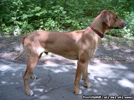 Rhodesian Ridgeback Das ist Spike mit 7 Monaten