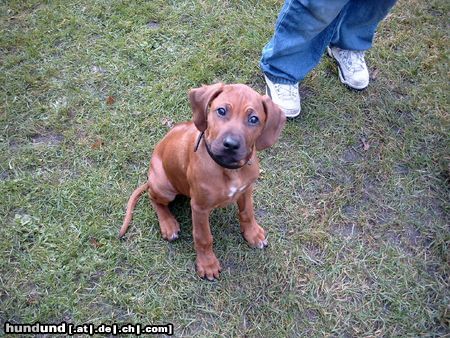 Rhodesian Ridgeback