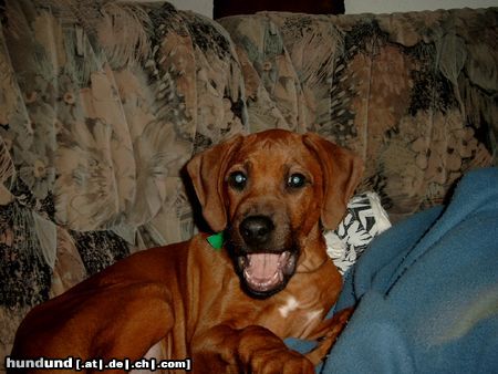 Rhodesian Ridgeback Grrrrr!(Fynn vom Okavango)