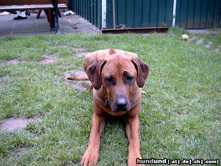 Rhodesian Ridgeback Fynn vom Okavango 8Monate