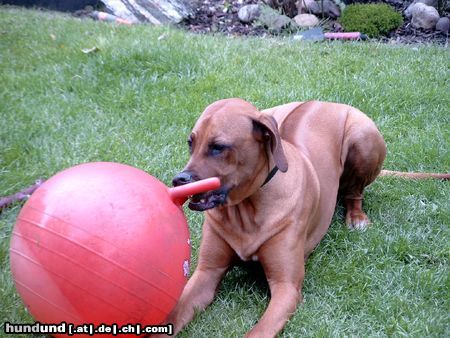 Rhodesian Ridgeback Wo bleibt die Milch???