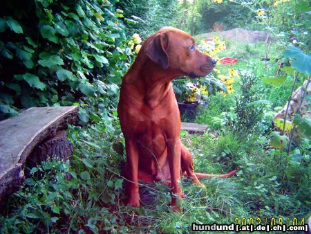 Rhodesian Ridgeback Paco im Blumenmeer!!!