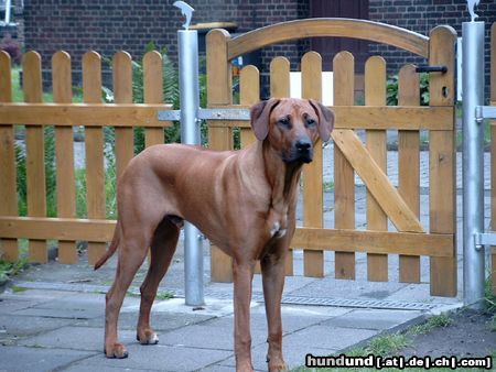 Rhodesian Ridgeback Stolzer Fynn 9 Mon.