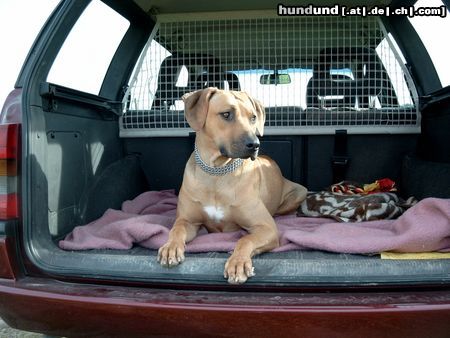 Rhodesian Ridgeback on Tour