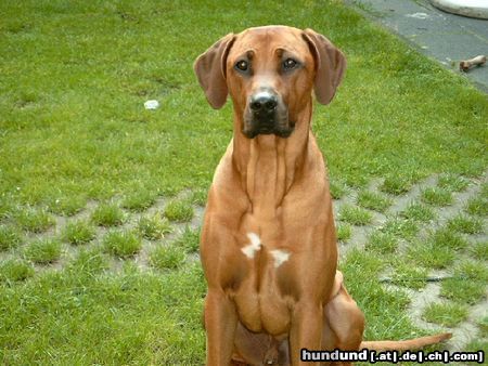 Rhodesian Ridgeback Mamas ganzer Stolz!Fynn vom Okavango