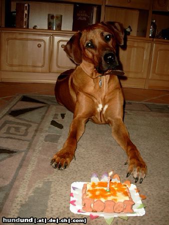 Rhodesian Ridgeback Fynn`s 1.Geburtstag