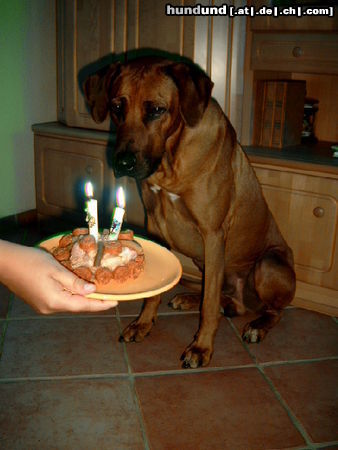 Rhodesian Ridgeback Fynns 2ter Geburtstag,erst gucken,dann....