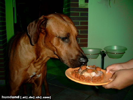 Rhodesian Ridgeback Fynns 2ter Geburtstag,dann fressen !!!!!