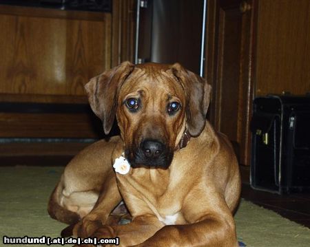 Rhodesian Ridgeback Unser Baby