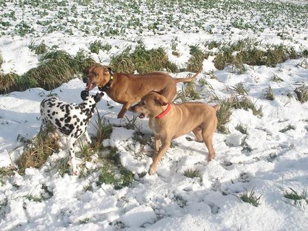 Rhodesian Ridgeback