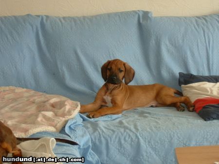 Rhodesian Ridgeback Nando 