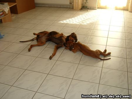 Rhodesian Ridgeback Nando und Cleo beim Toben