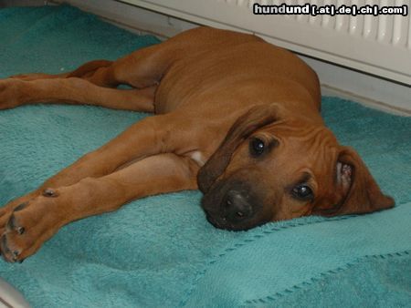 Rhodesian Ridgeback Müüüüüüüüüüde