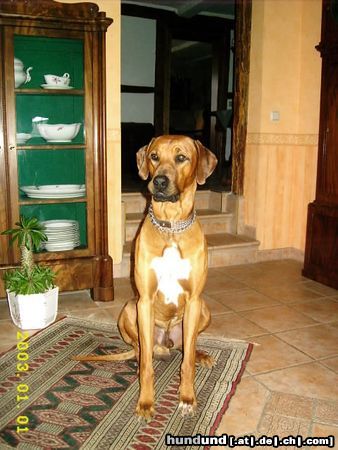 Rhodesian Ridgeback Tja so sehe ich gerne zu unserer Haustür um meine Familie zu beschützen