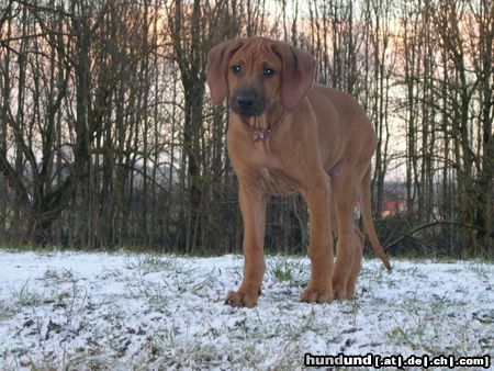 Rhodesian Ridgeback Gamba