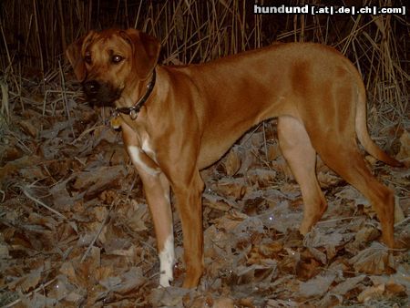 Rhodesian Ridgeback WiWaWutzelMütze