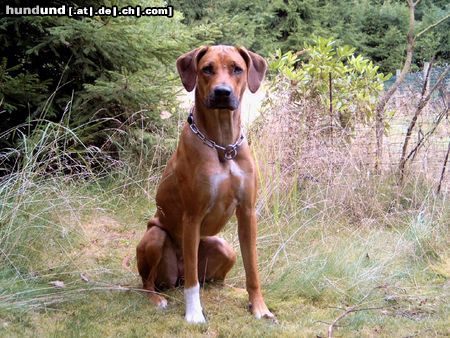 Rhodesian Ridgeback Nasibu Dheyna mit 16 Monaten