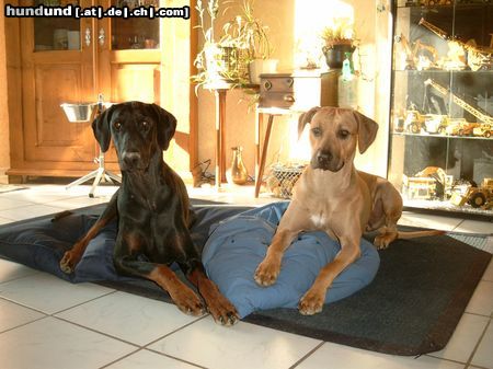 Rhodesian Ridgeback Sammy und Shirly