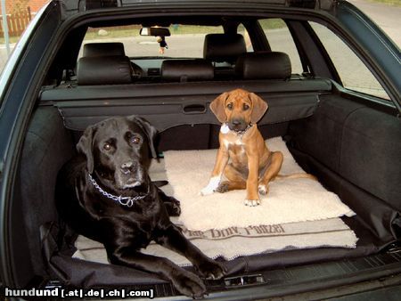 Rhodesian Ridgeback Dogs on Tour