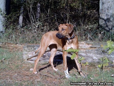 Rhodesian Ridgeback Nasibu Dheyna (6 1/2 Mon.)