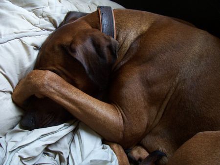 Rhodesian Ridgeback Bin gar nicht da!!!