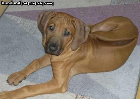 Rhodesian Ridgeback Gamba....