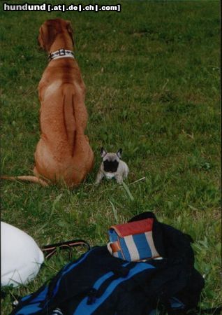 Rhodesian Ridgeback Zaba & French Bullybaby