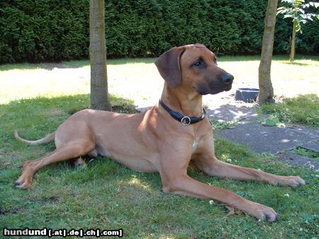 Rhodesian Ridgeback Barun im Garten