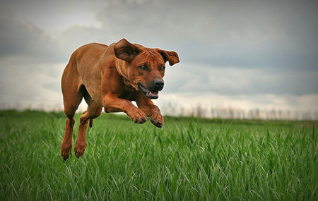 Rhodesian Ridgeback Flying Billie