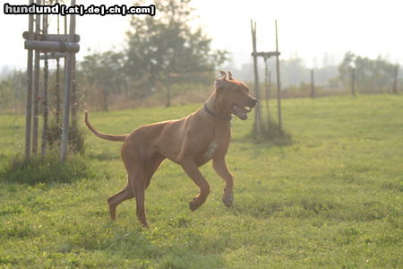 Rhodesian Ridgeback Achtung, ich komme! 