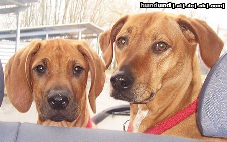 Rhodesian Ridgeback Jack und Lia