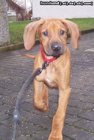 Rhodesian Ridgeback Jack