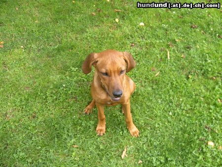 Rhodesian Ridgeback BAH