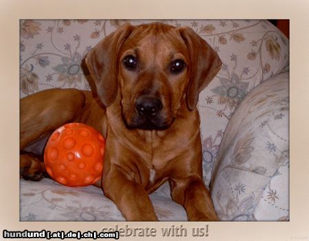 Rhodesian Ridgeback Kariba of Mombasa 