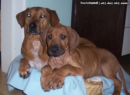 Rhodesian Ridgeback Lia und Jack