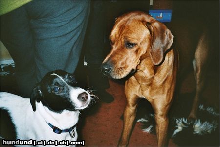 Rhodesian Ridgeback BANTOU VOM SEE UND SEINE SÜSSE FREUNDIN LUNA