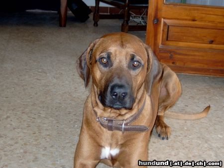 Rhodesian Ridgeback Bandit