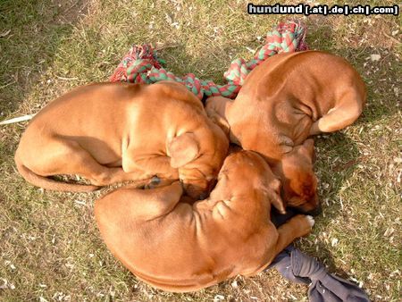 Rhodesian Ridgeback Flotter Dreier