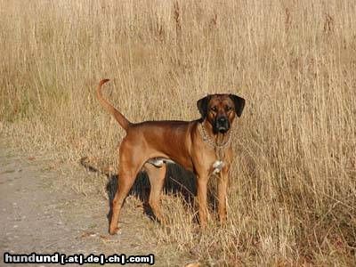 Rhodesian Ridgeback Otis mit ca. 2 1/2 Jahren