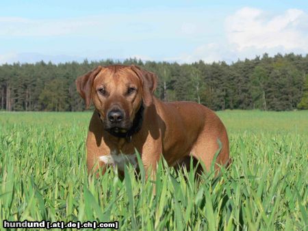 Rhodesian Ridgeback Buma