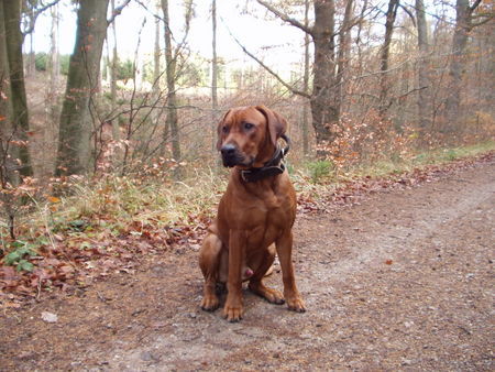 Rhodesian Ridgeback 7 1/2 Monate und schon sooo groß