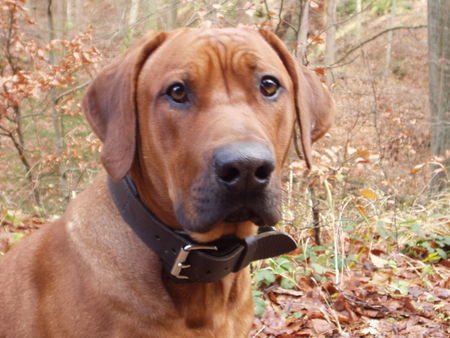 Rhodesian Ridgeback Hundeblick