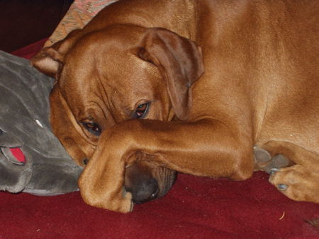 Rhodesian Ridgeback bin müde