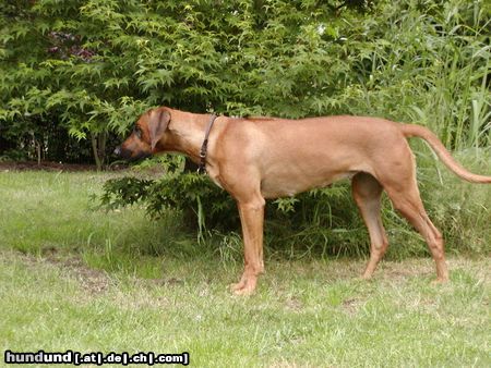 Rhodesian Ridgeback Andra hat etwas erspäht.