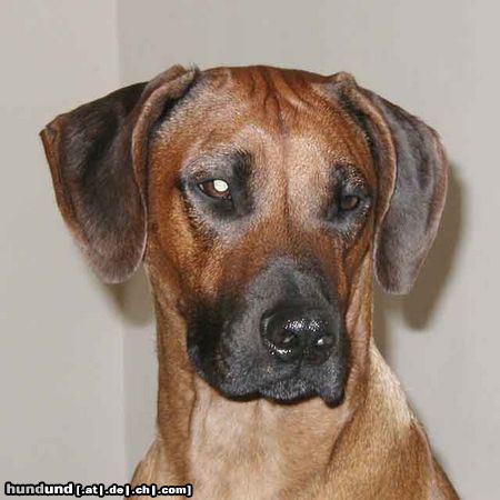 Rhodesian Ridgeback Aya Winsome Lobkovice