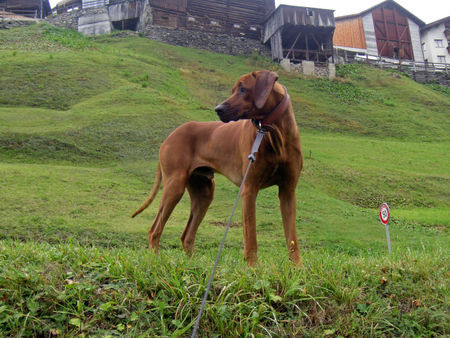 Rhodesian Ridgeback Gamba 1 Jahr alt