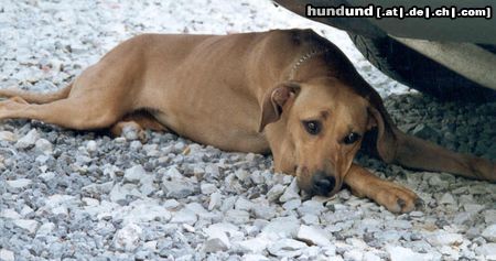 Rhodesian Ridgeback Bahira