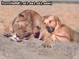 Rhodesian Ridgeback Wahre Freunde